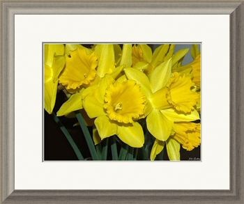 Spring Flowers - Daffodils